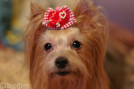 クリックすると拡大します♪