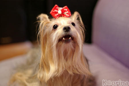 クリックすると拡大します♪