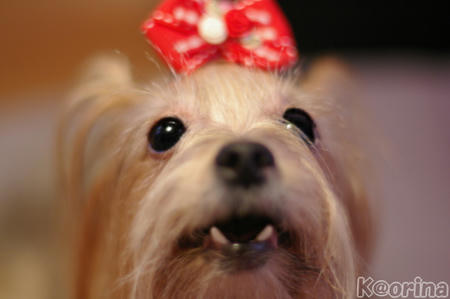 クリックすると拡大します♪