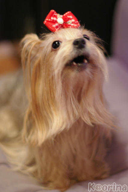 クリックすると拡大します♪