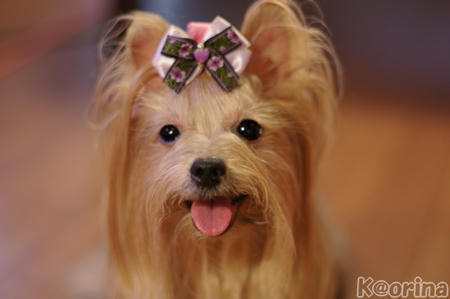 クリックすると拡大します♪