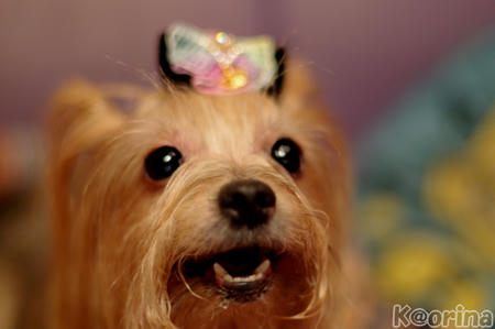 クリックすると拡大します♪