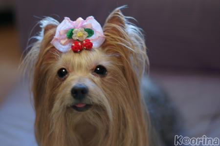 クリックすると拡大します♪