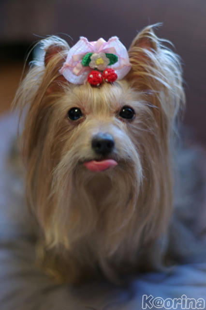 クリックすると拡大します♪