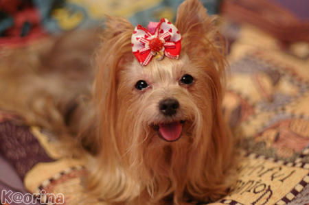 クリックすると拡大します♪