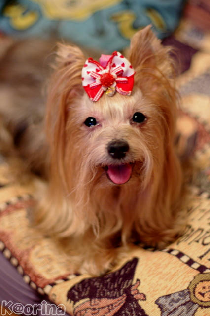 クリックすると拡大します♪