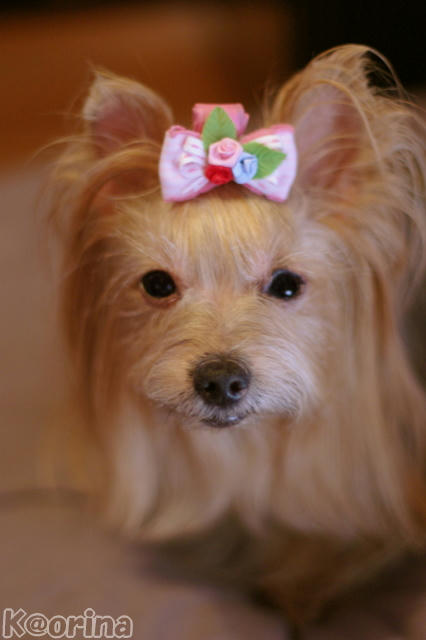 クリックすると拡大します♪