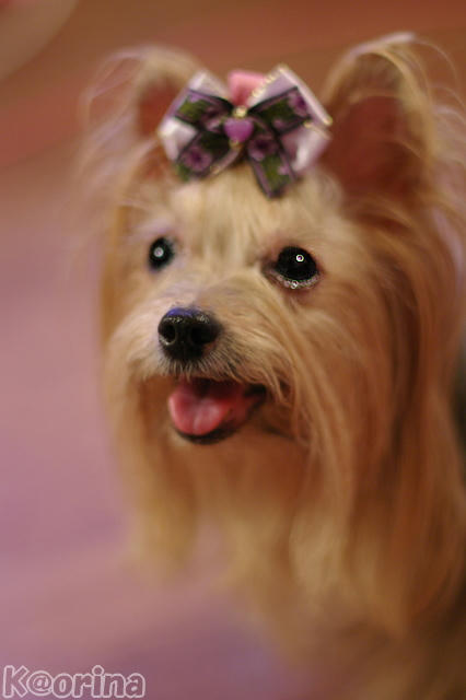 クリックすると拡大します♪