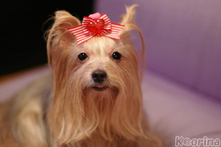 クリックすると拡大します♪