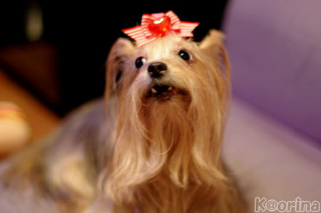 クリックすると拡大します♪