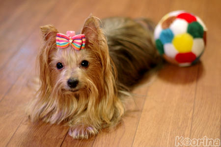 クリックすると拡大します♪