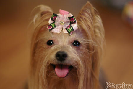 クリックすると拡大します♪