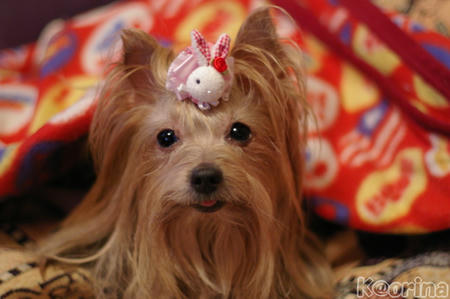 クリックすると拡大します♪