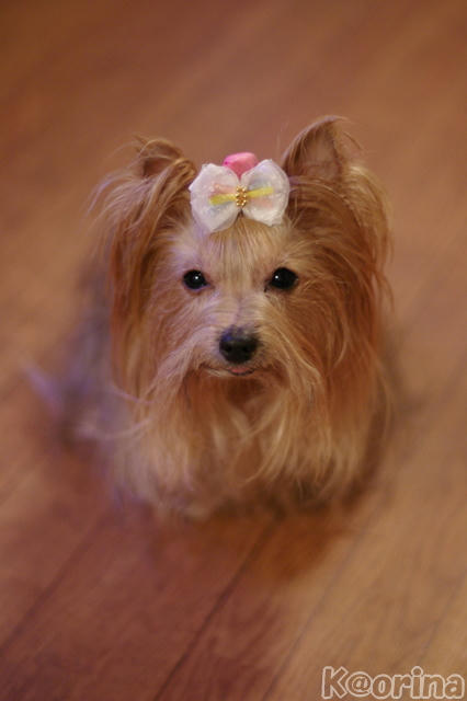 クリックすると拡大します♪