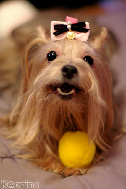 クリックすると拡大します♪