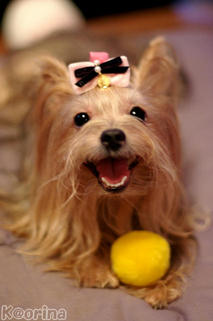 クリックすると拡大します♪