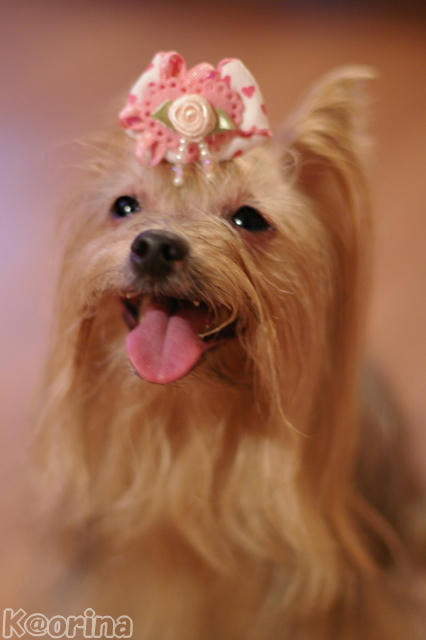 クリックすると拡大します♪