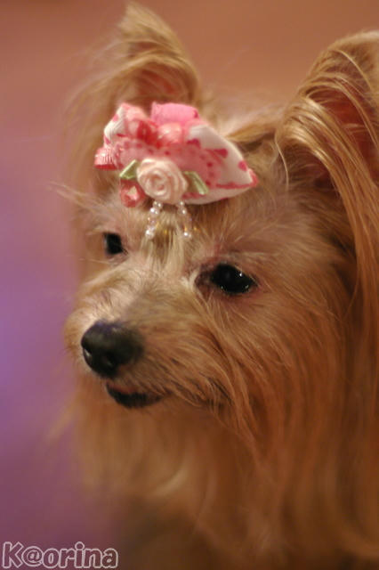 クリックすると拡大します♪