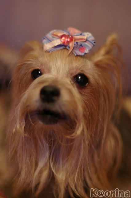 クリックすると拡大します♪