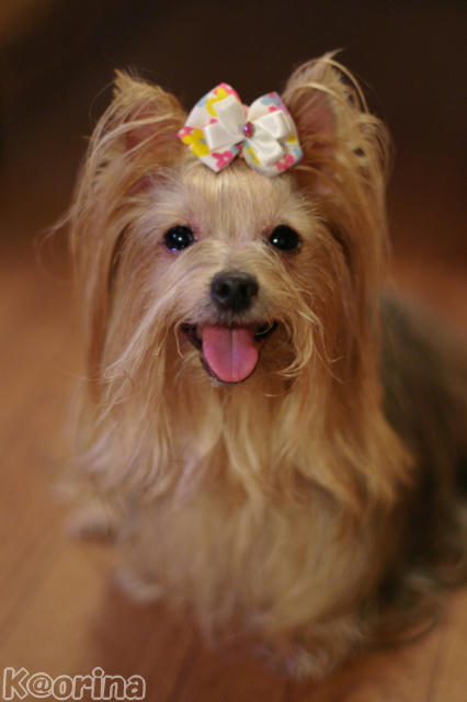 クリックすると拡大します♪