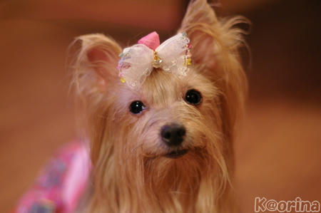 クリックすると拡大します♪