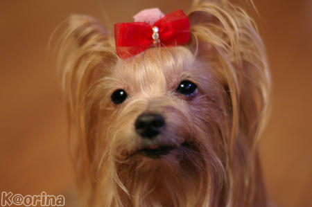 クリックすると拡大します♪