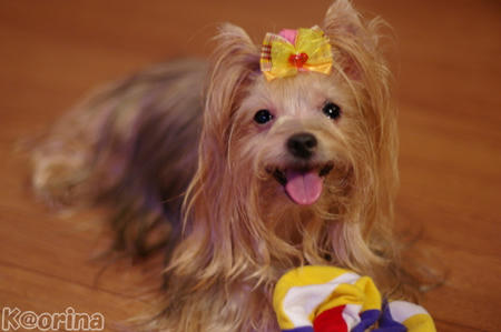 クリックすると拡大します♪