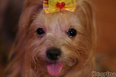 クリックすると拡大します♪