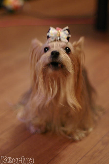 クリックすると拡大します♪