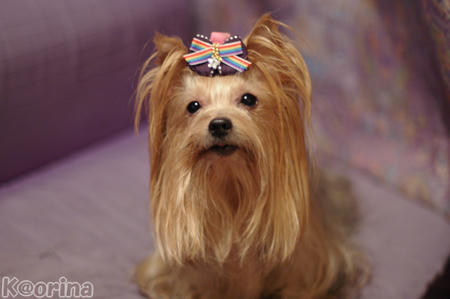 クリックすると拡大します♪