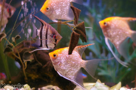 クリックすると拡大します♪