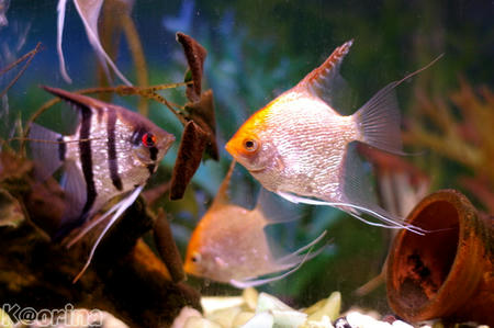 クリックすると拡大します♪