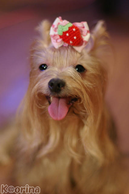 クリックすると拡大します♪