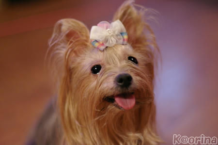 クリックすると拡大します♪