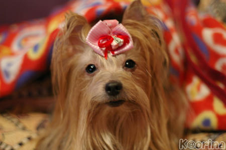 クリックすると拡大します♪