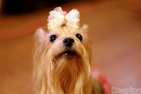 クリックすると拡大します♪