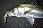 04.jpg