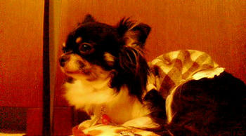 20071022193223.jpg