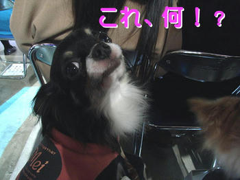 2008.1.13-1.jpg