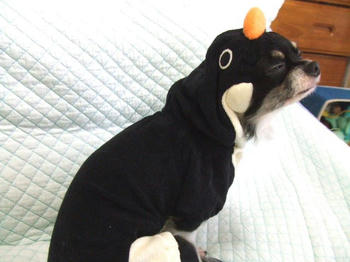2008.01.27penguin.jpg
