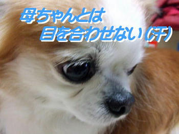 c896040f.jpg
