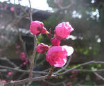 kyoto-ume.jpg