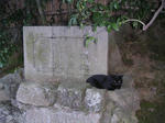 kyoto-cat.jpg