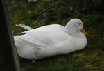 kyoto-bird2.jpg
