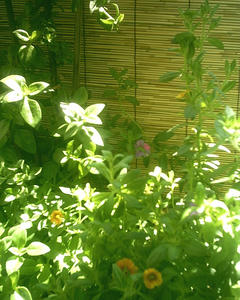 fa9cf763.JPG