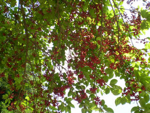 P8070031.JPG