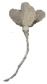 cf21.gif