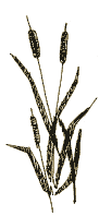 mono7.gif