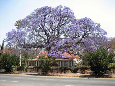 shimbo01-5.jpg