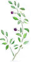 olive1.jpg